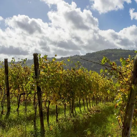 Getaway Amidst Vineyards